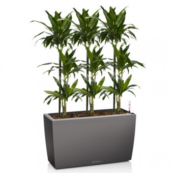 Lechuza cararo 75 cm cu Dracaena janet craig 3 plante 24/140 cm (paravan verde)